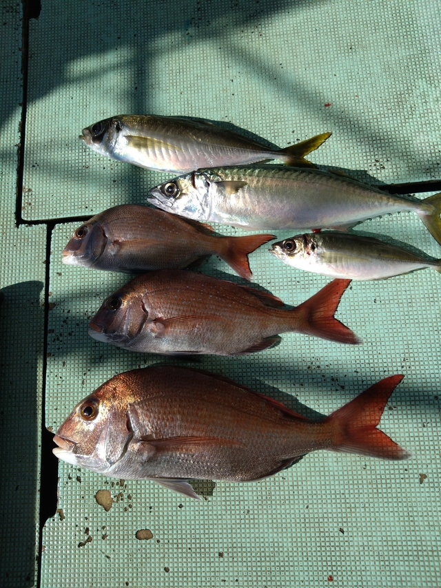 タイ(マダイ)・アジ(マアジ)・サバ(マサバ)