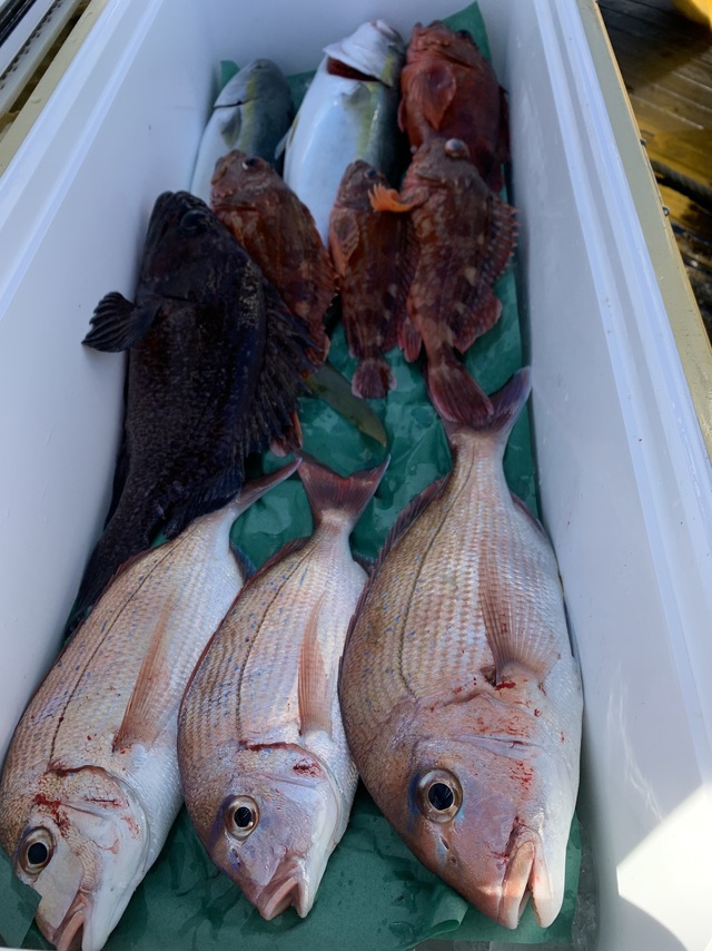 マダイ・カサゴ