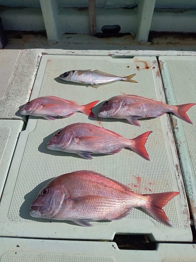 マダイ・マアジ