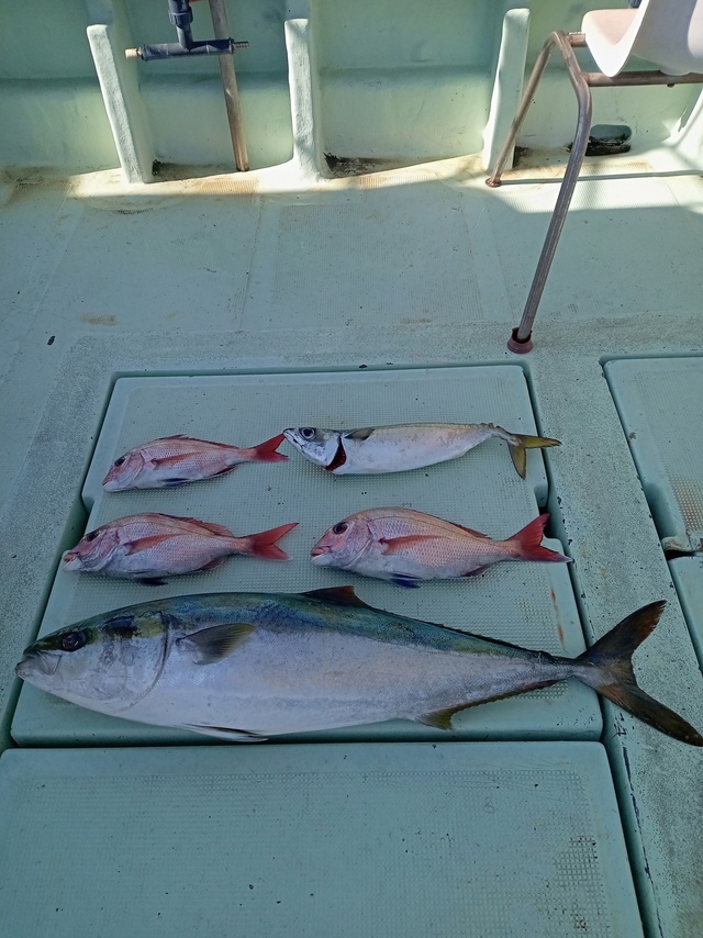 マダイ・マアジ