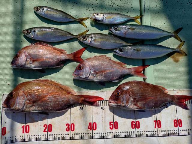 タイ(マダイ)・アジ(マアジ)・マサバ