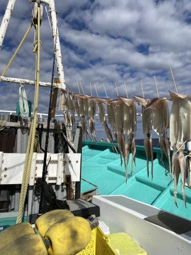 スルメ(スルメイカ)