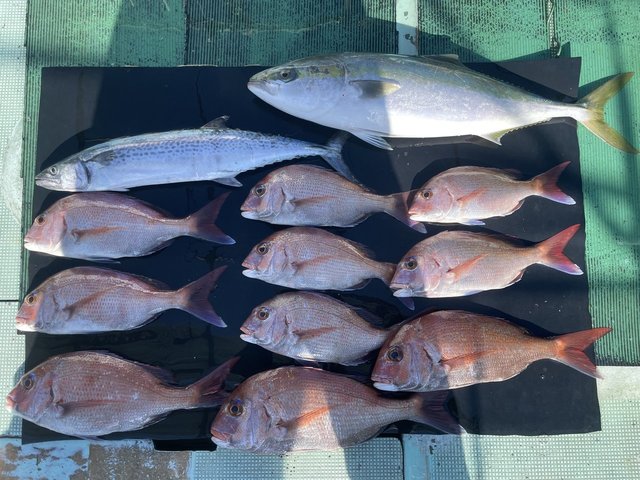 マダイ・メジロ(ブリ)・サゴシ(サワラ)