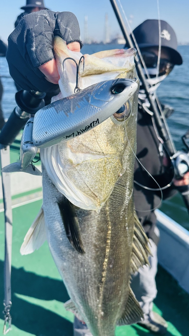 シーバス(スズキ)