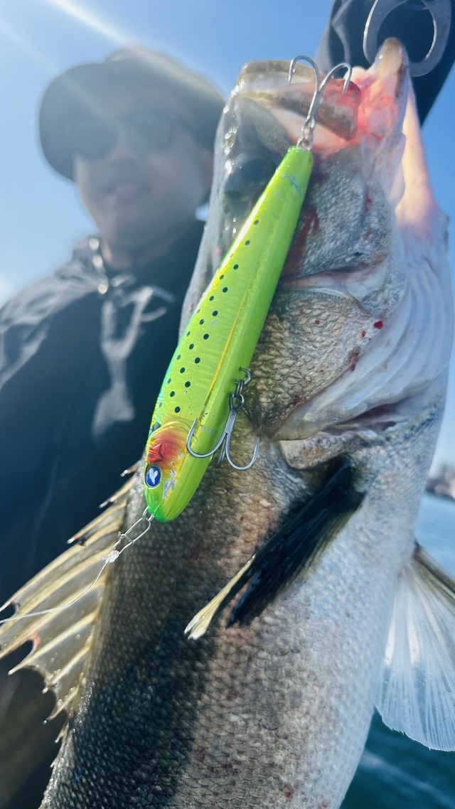 シーバス(スズキ)