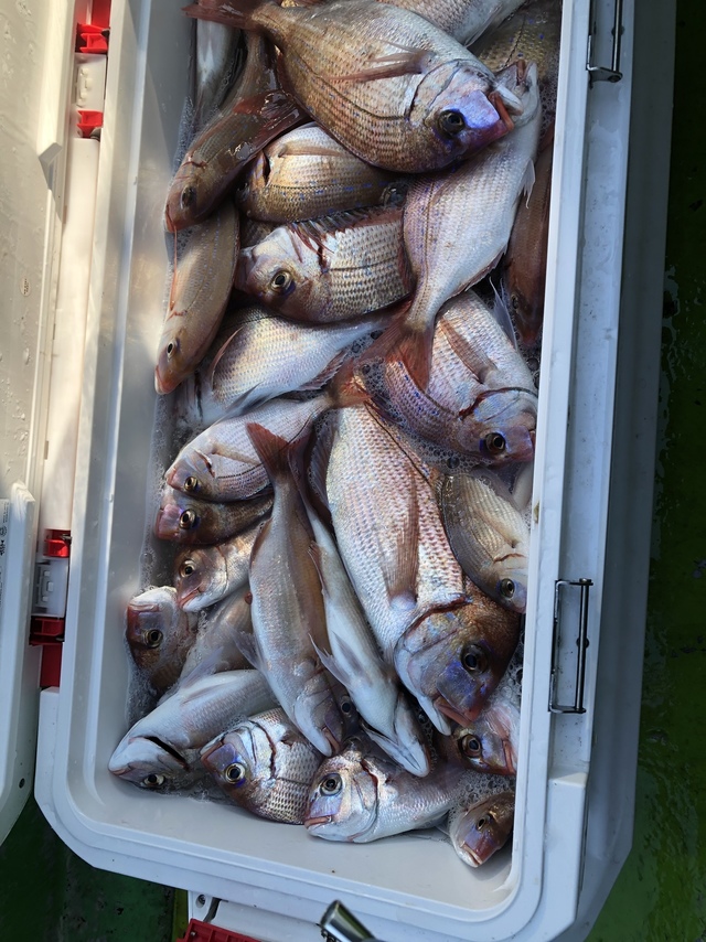 ハナダイ(チダイ)