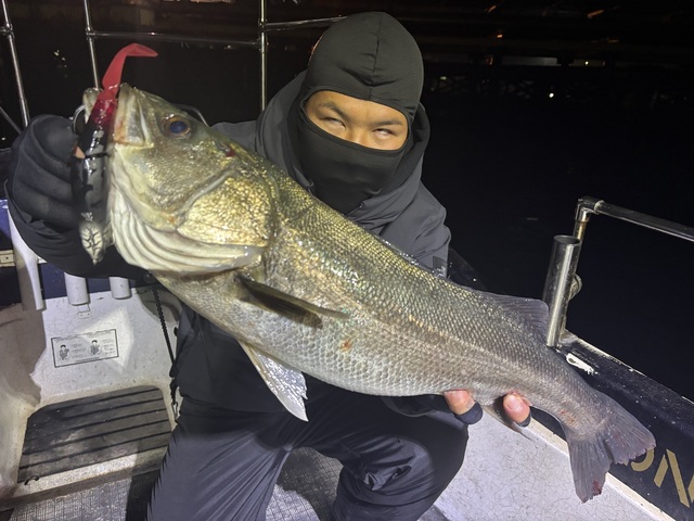 シーバス(スズキ)