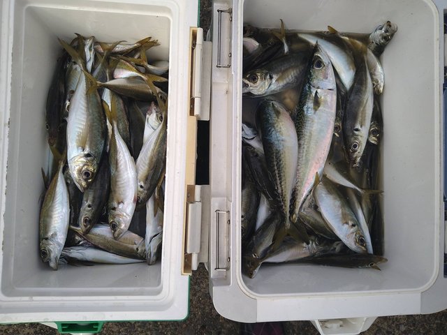 アジ(マアジ)・サバ(ゴマサバ)