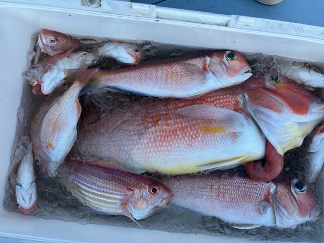 アマダイ(アカアマダイ)・イトヨリダイ