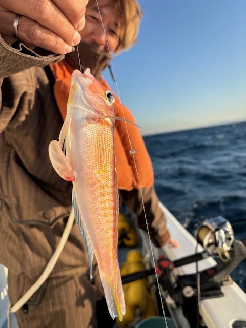 アマダイ(アカアマダイ)