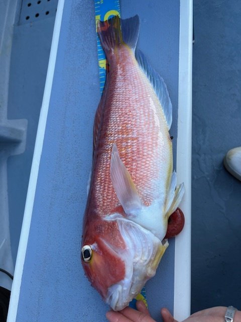 アマダイ(アカアマダイ)