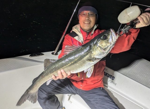 シーバス(スズキ)