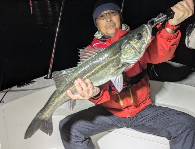 シーバス(スズキ)