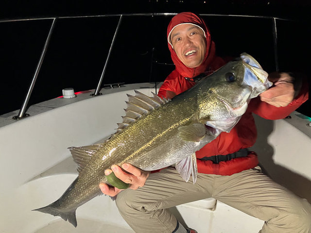 シーバス(スズキ)