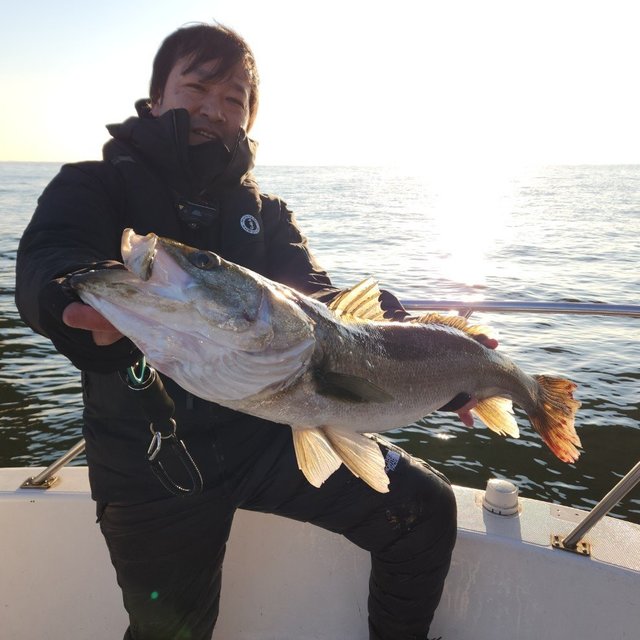 シーバス(スズキ)