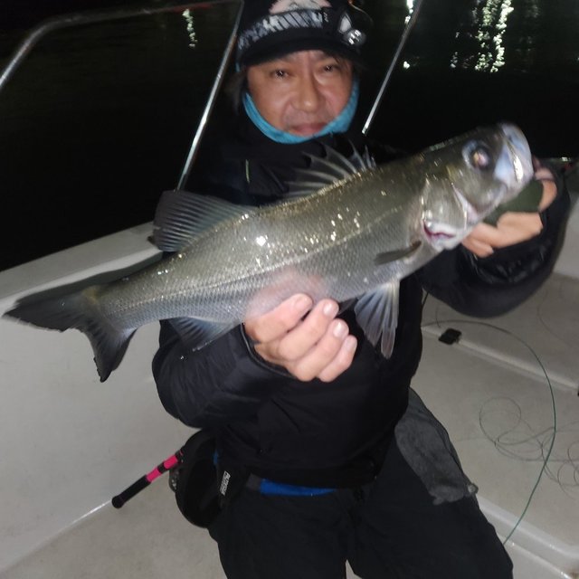 シーバス(スズキ)