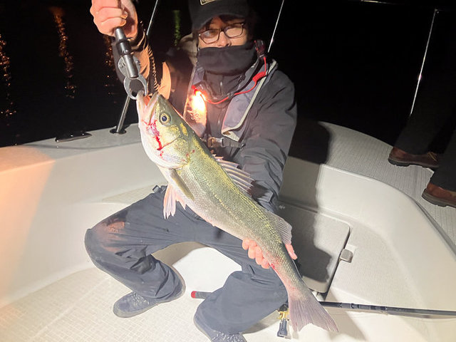 シーバス(スズキ)