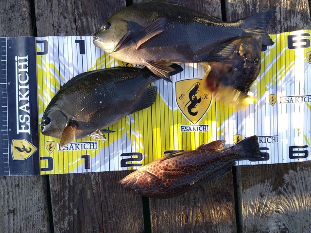 グレ(メジナ)・オオモンハタ