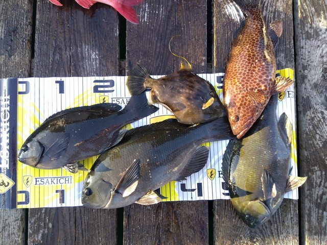 グレ(メジナ)・オオモンハタ