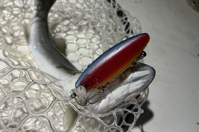 シーバス(スズキ)