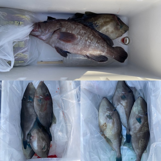 マハタ・ウマヅラ(ウマヅラハギ)