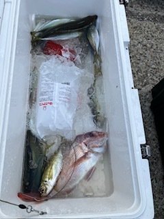 マダイ・アジ(マアジ)