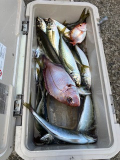 マダイ・アジ(マアジ)