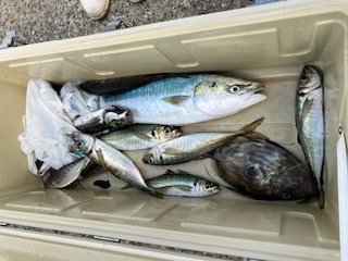 アジ(マアジ)・ワラサ(ブリ)・マトウダイ