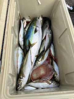 アジ(マアジ)・ワラサ(ブリ)