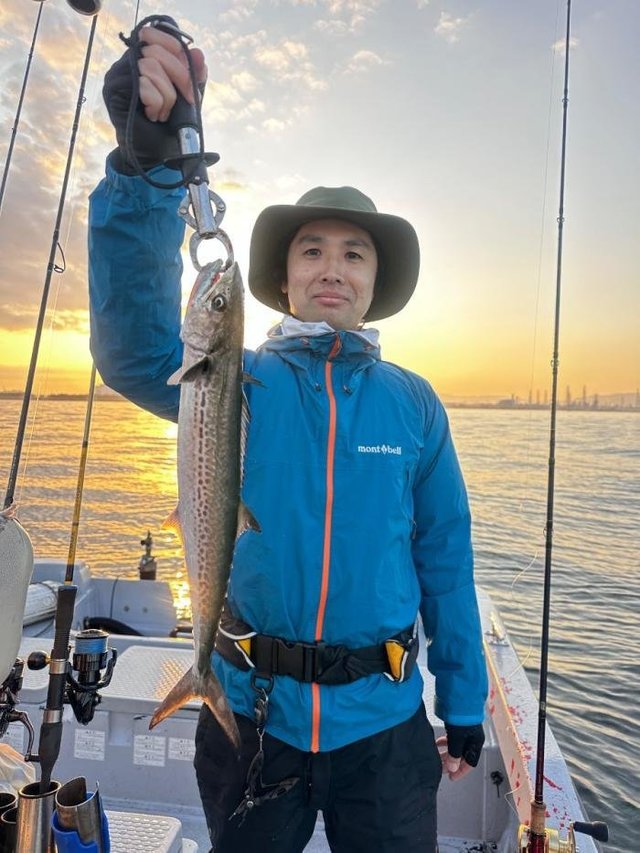 サゴシ(サワラ)