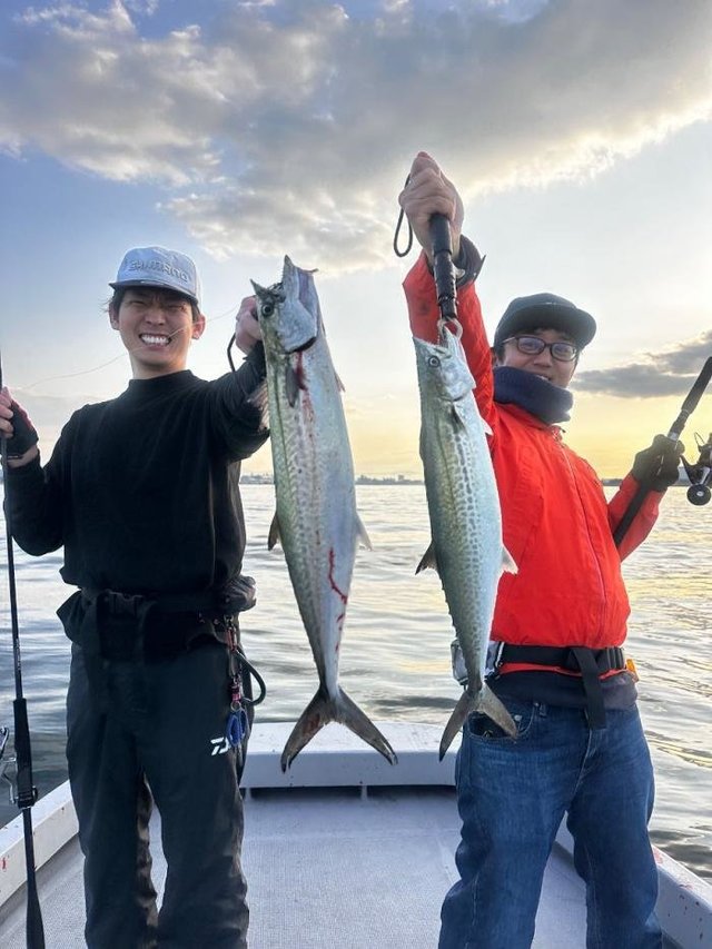 サゴシ(サワラ)