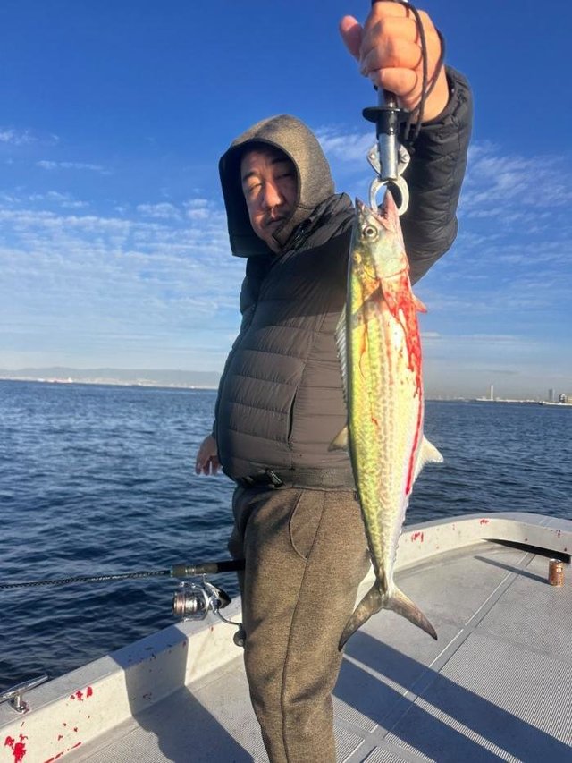 サゴシ(サワラ)