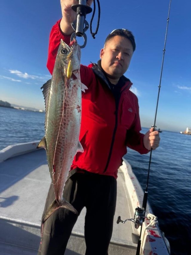 サゴシ(サワラ)