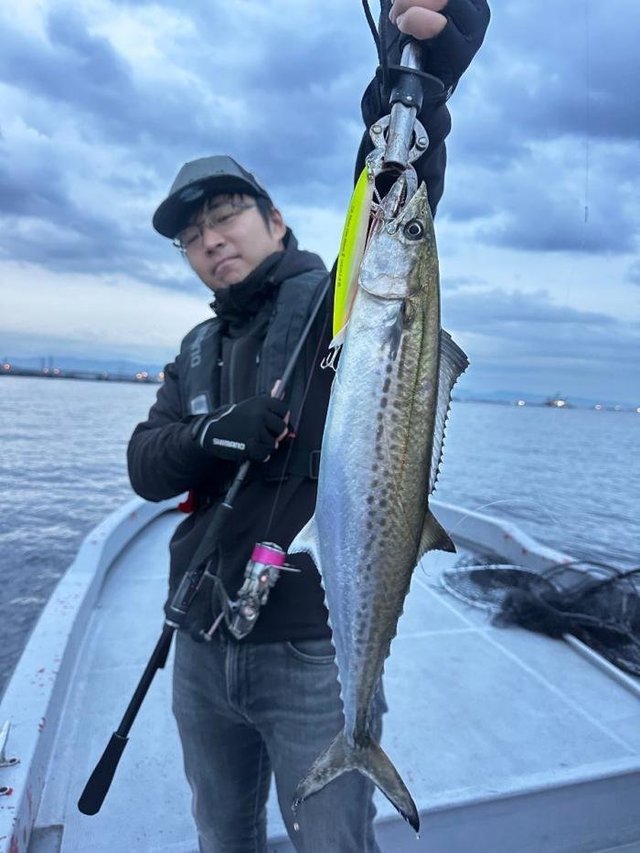 サゴシ(サワラ)