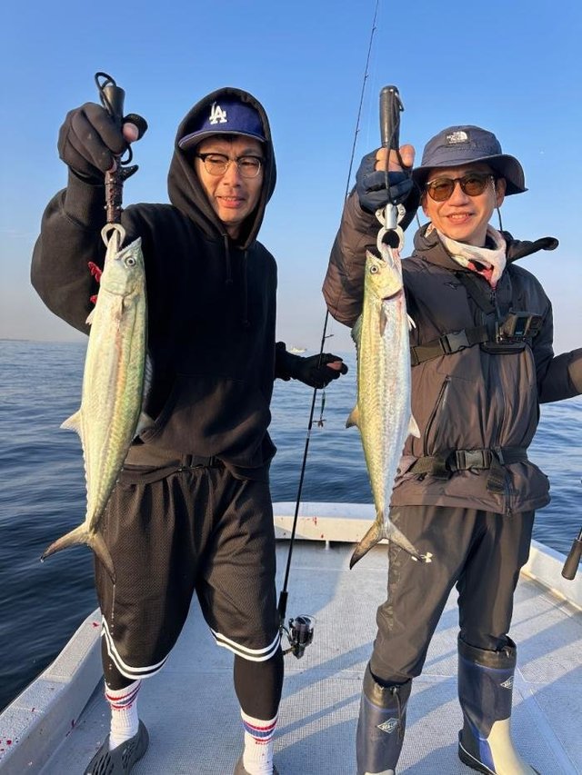 サゴシ(サワラ)