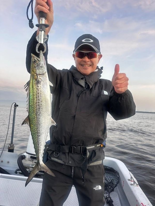 サゴシ(サワラ)