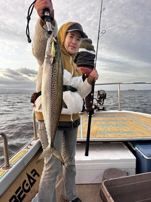 サゴシ(サワラ)