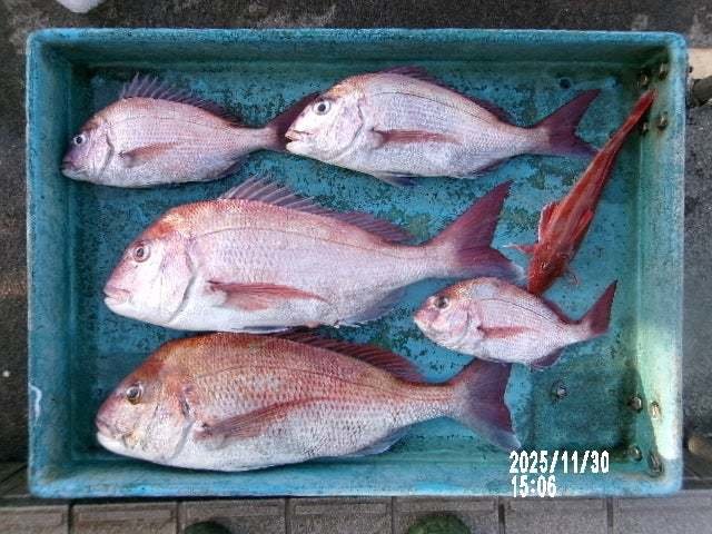 マダイ・ホウボウ