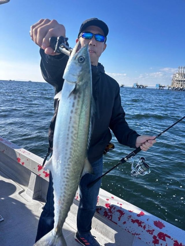 サゴシ(サワラ)