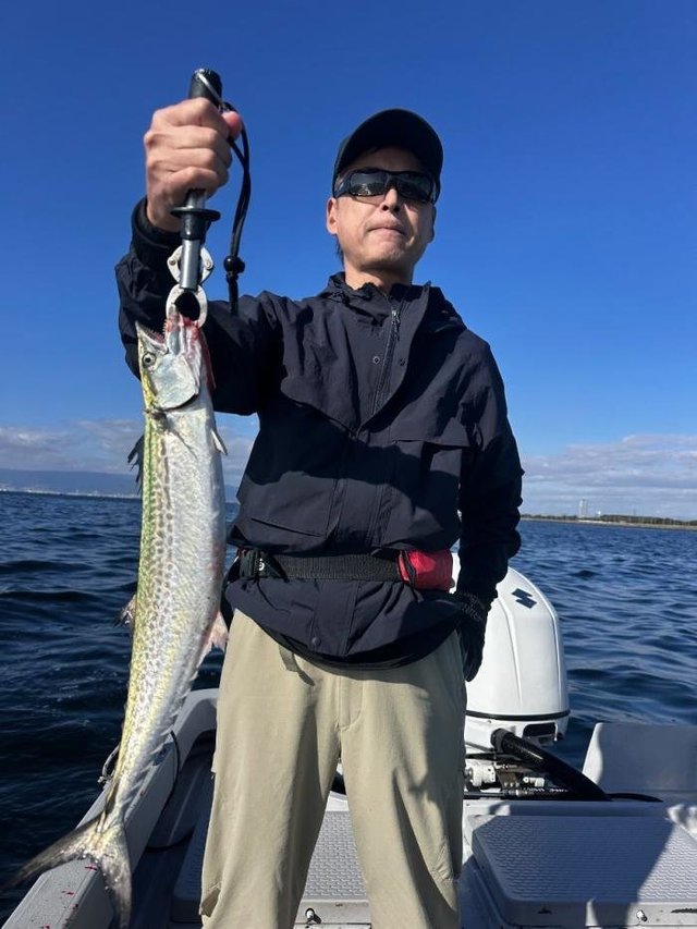 サゴシ(サワラ)