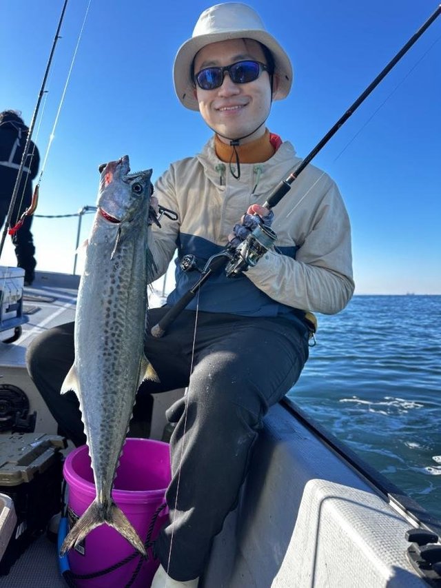 サゴシ(サワラ)