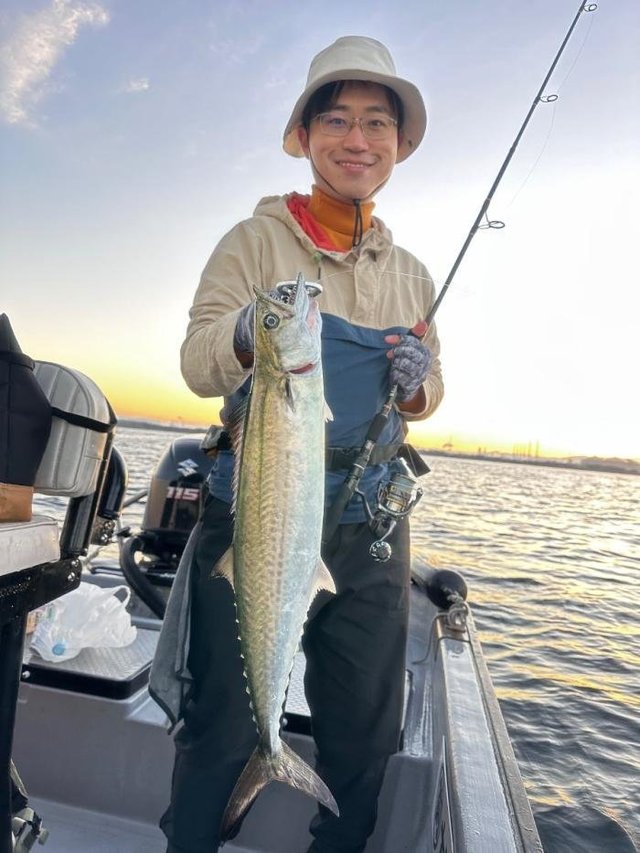 サゴシ(サワラ)