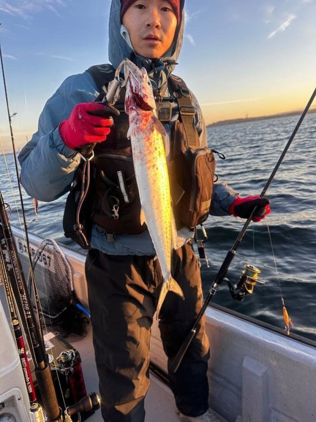 サゴシ(サワラ)