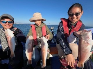 アマダイ(アカアマダイ)