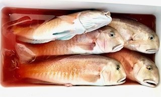 アマダイ(アカアマダイ)