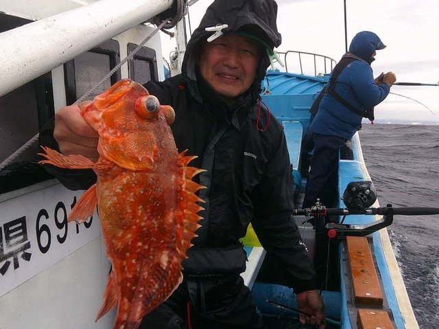 カンコ(ウッカリカサゴ)