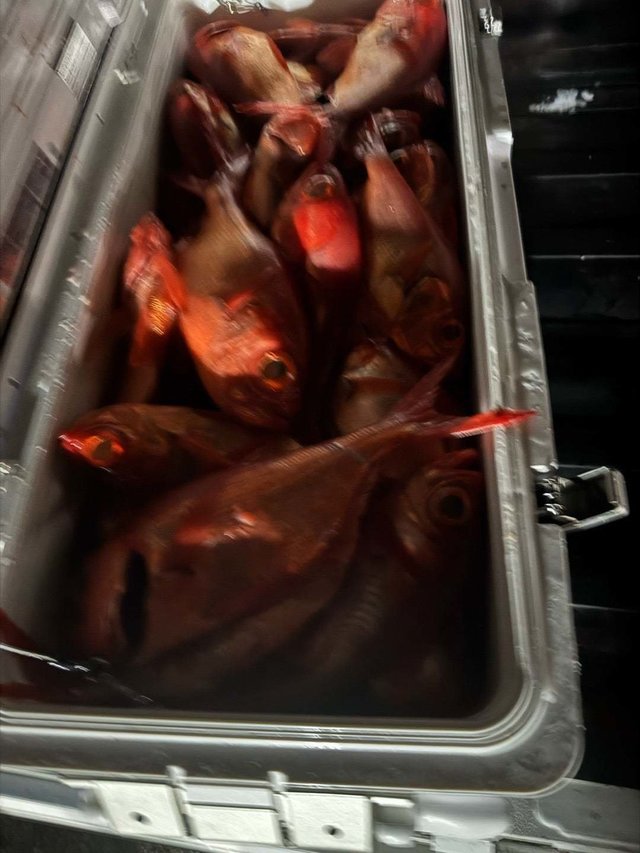 キンメ(キンメダイ)