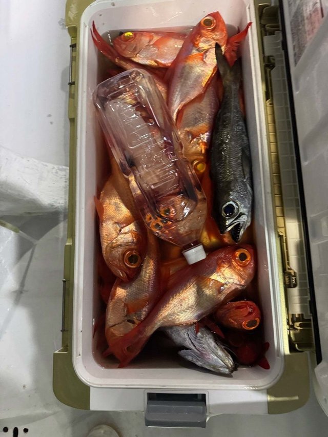 ムツ・キンメ(キンメダイ)