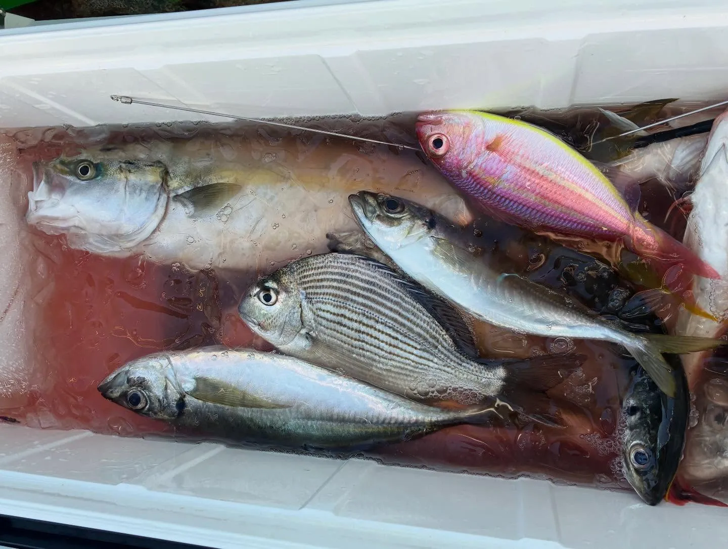 ヘダイ・アジ(マアジ)・イナダ(ブリ)・イトヨリ(イトヨリダイ)