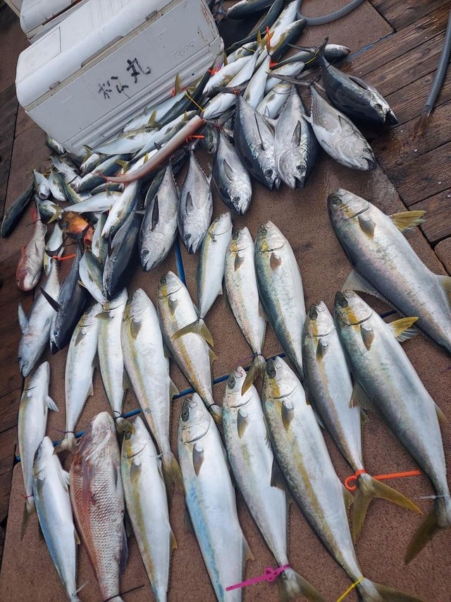 ヤズ(ブリ)・ヒラマサ・コシナガ